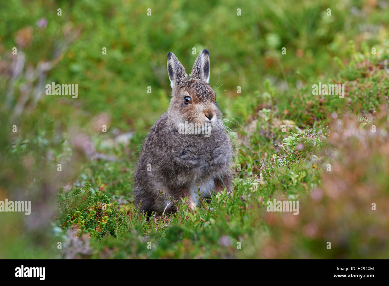 Lièvre variable (Lepus timidus), Ecosse, Royaume-Uni Banque D'Images