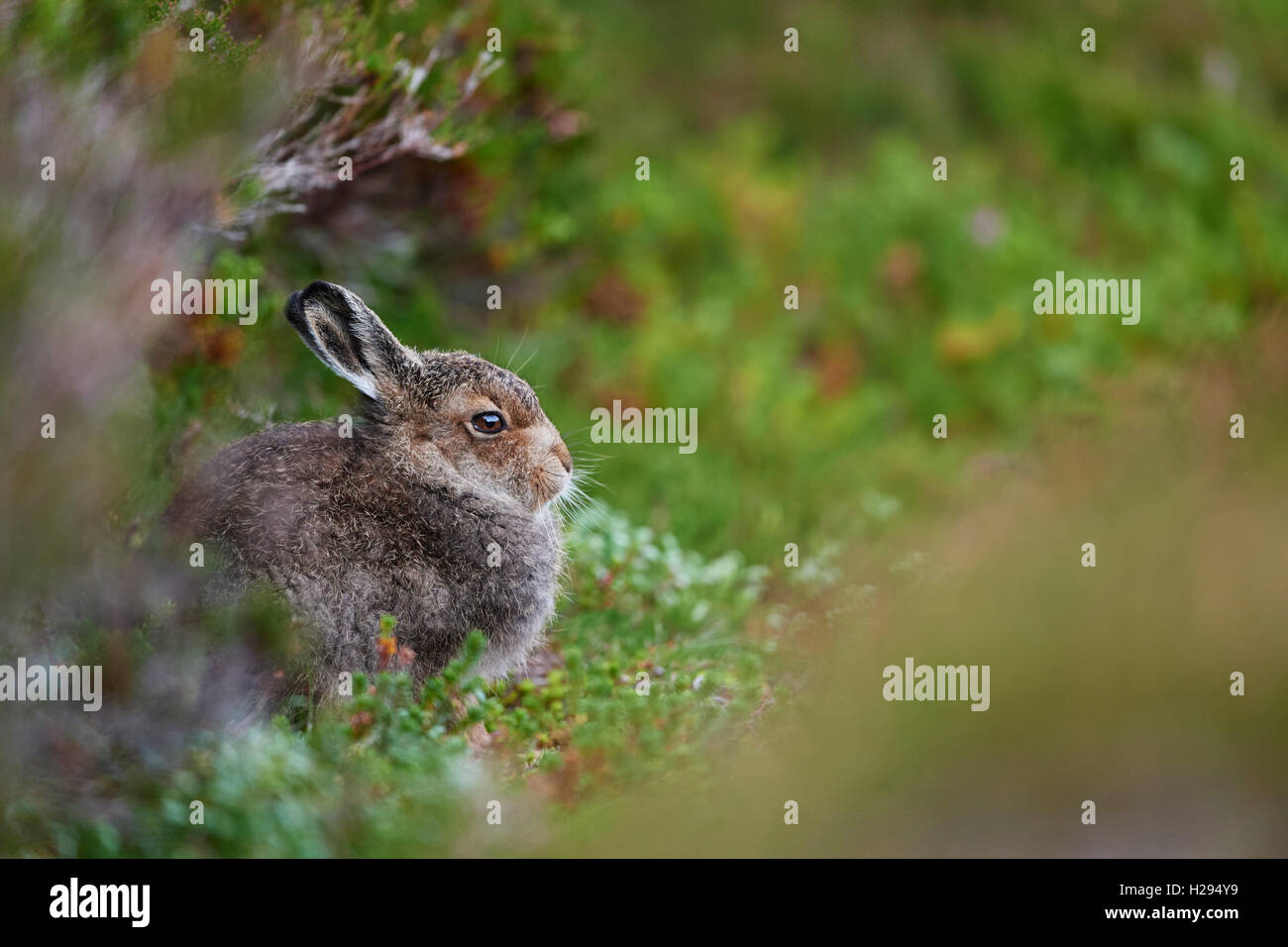 Lièvre variable (Lepus timidus), Ecosse, Royaume-Uni Banque D'Images