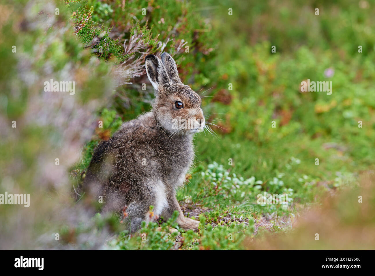 Lièvre variable (Lepus timidus), Ecosse, Royaume-Uni Banque D'Images