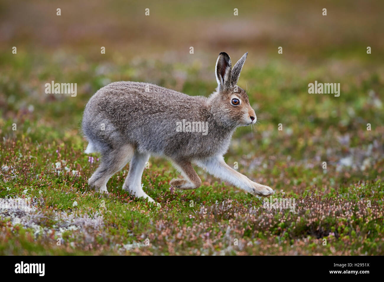 Lièvre variable (Lepus timidus), Ecosse, Royaume-Uni Banque D'Images