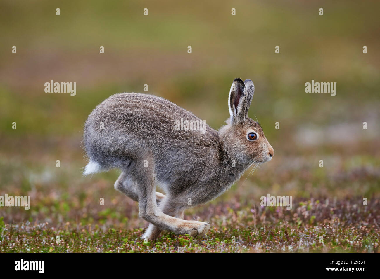 Lièvre variable (Lepus timidus), Ecosse, Royaume-Uni Banque D'Images