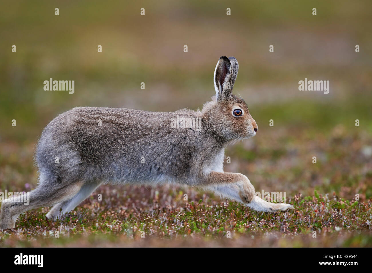 Lièvre variable (Lepus timidus), Ecosse, Royaume-Uni Banque D'Images