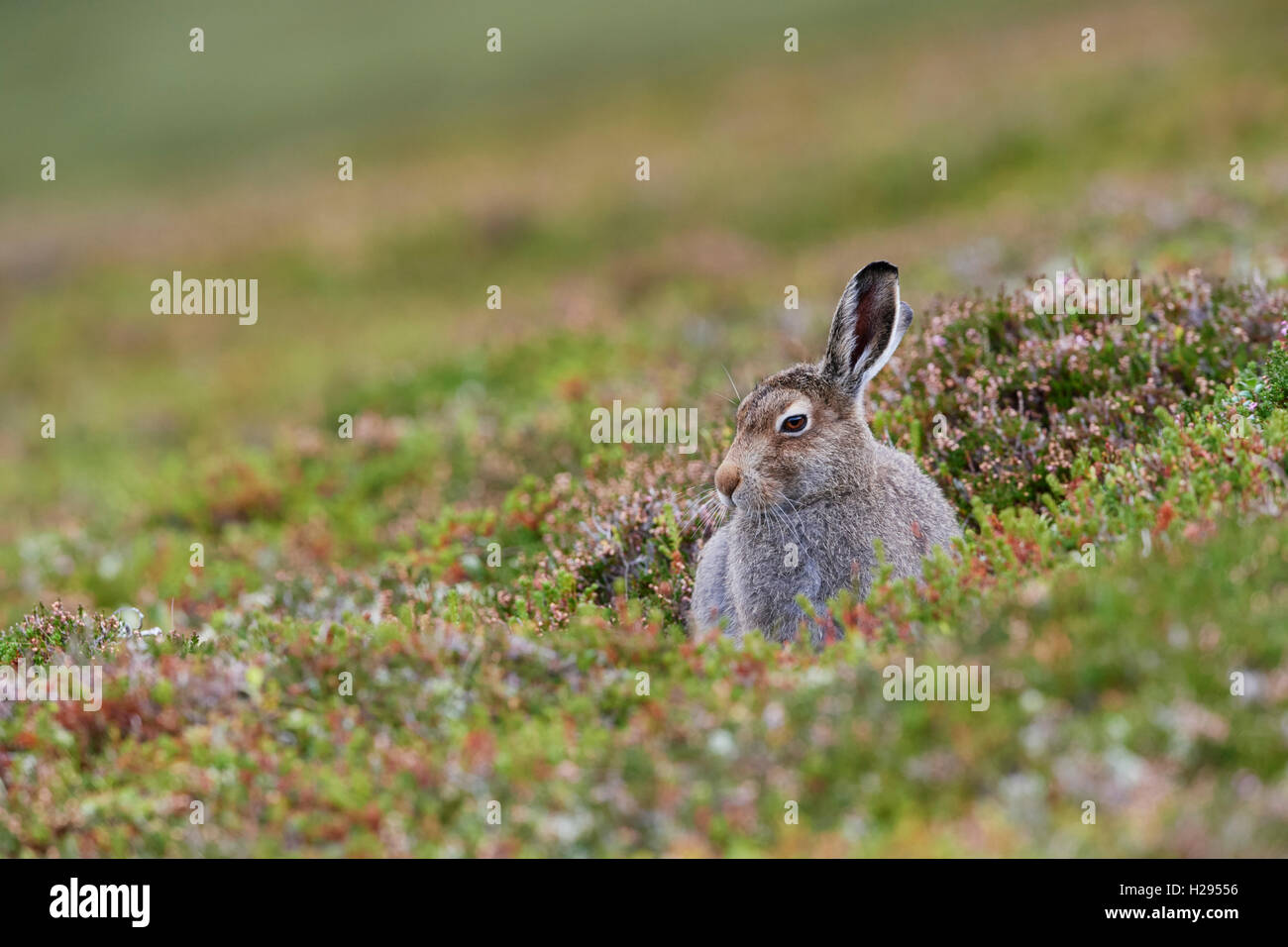 Lièvre variable (Lepus timidus), Ecosse, Royaume-Uni Banque D'Images