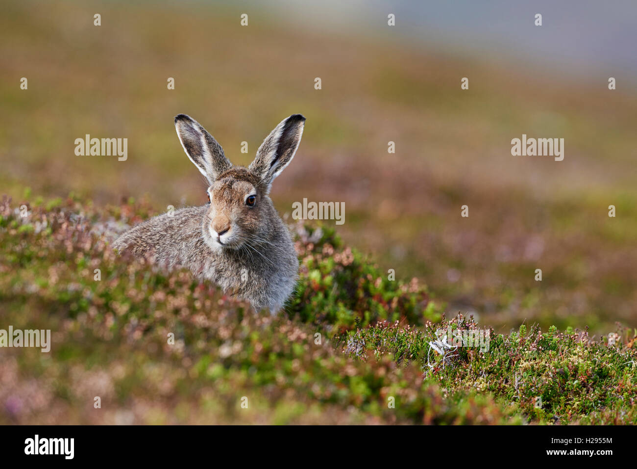 Lièvre variable (Lepus timidus), Ecosse, Royaume-Uni Banque D'Images