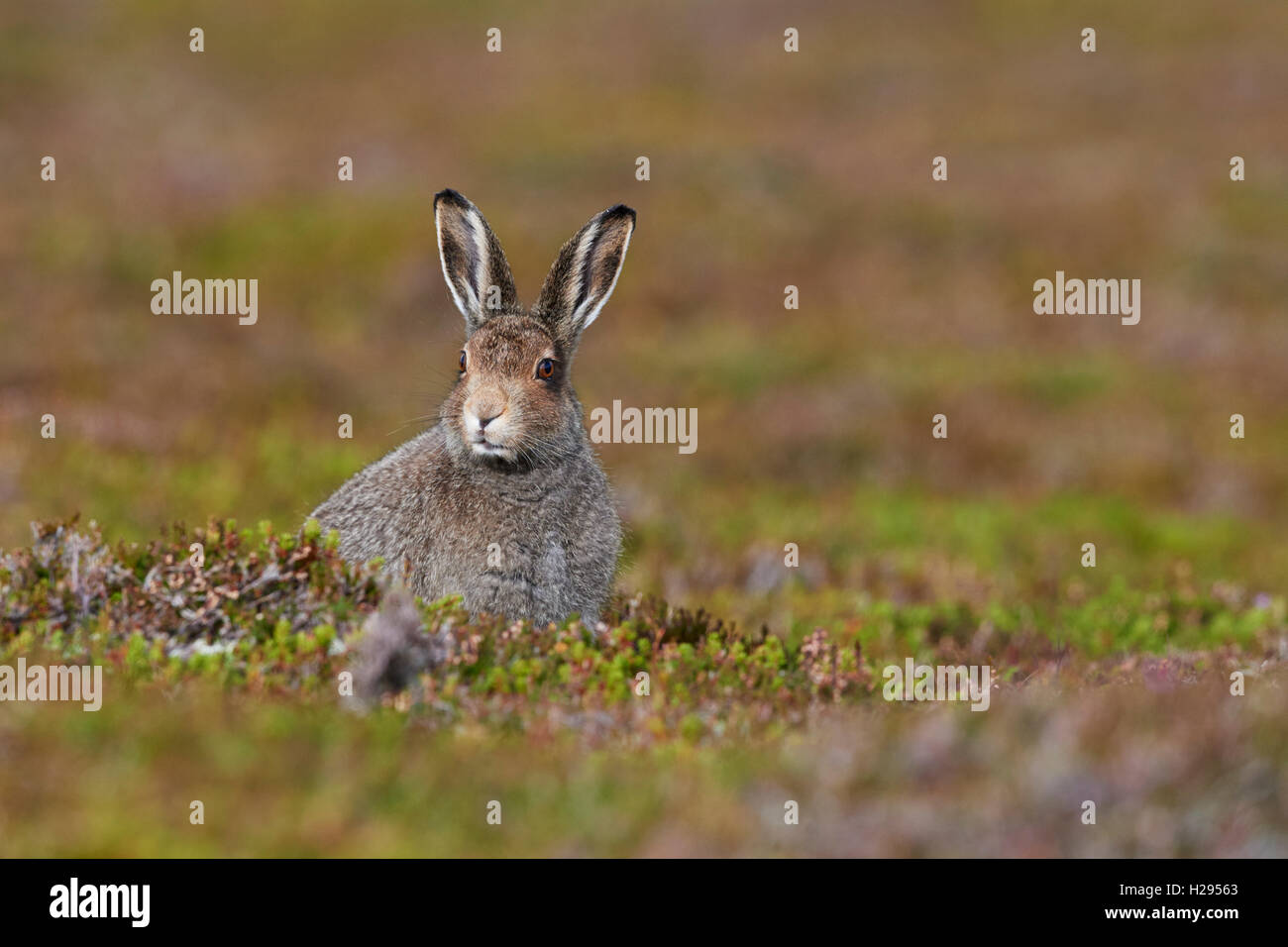 Lièvre variable (Lepus timidus), Ecosse, Royaume-Uni Banque D'Images