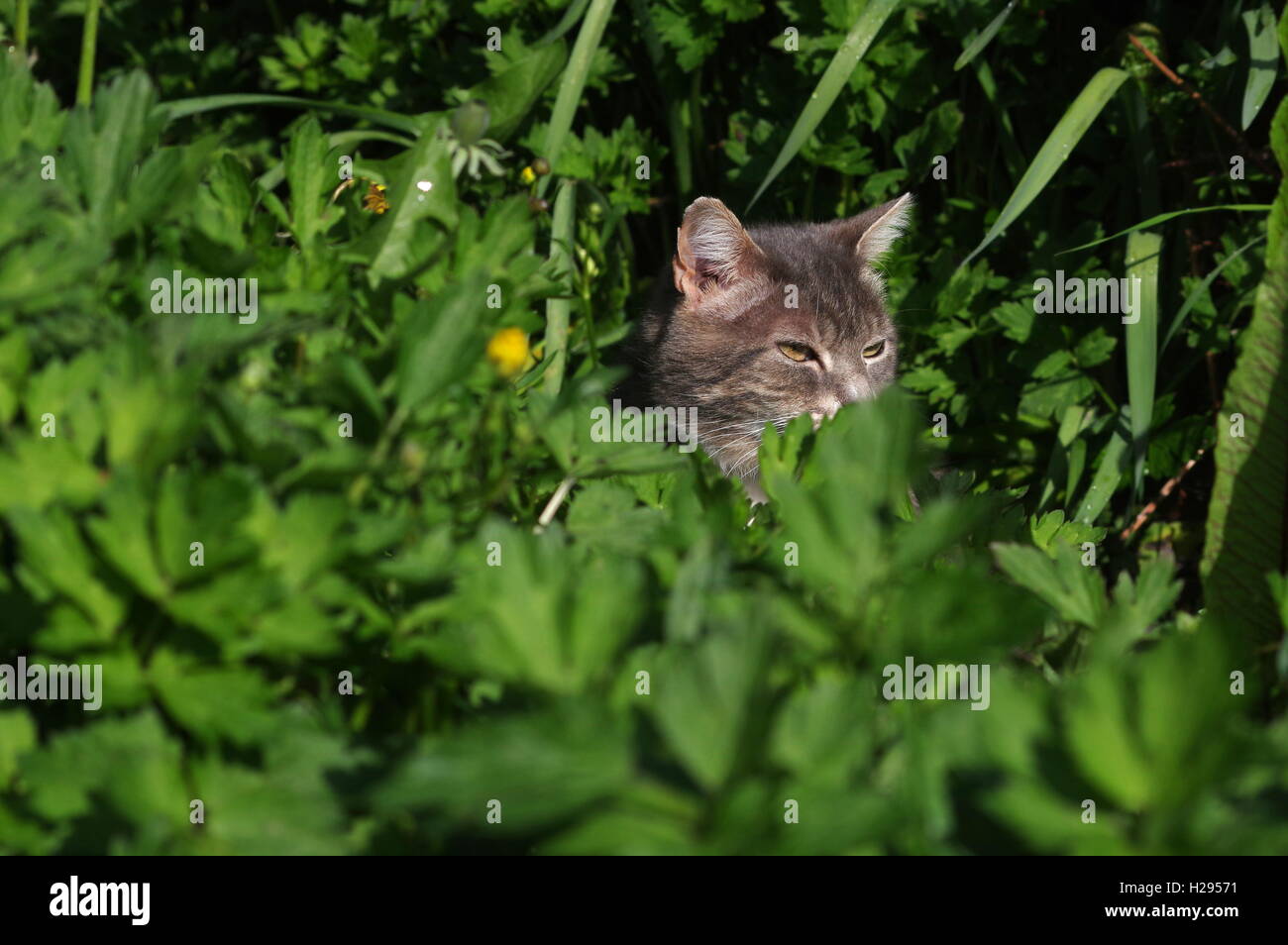 Chat tigré se cachant dans jardin Banque D'Images