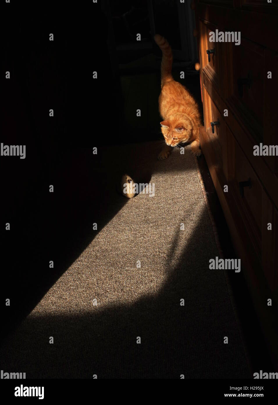 Le gingembre chat jouant avec la souris jouet Banque D'Images