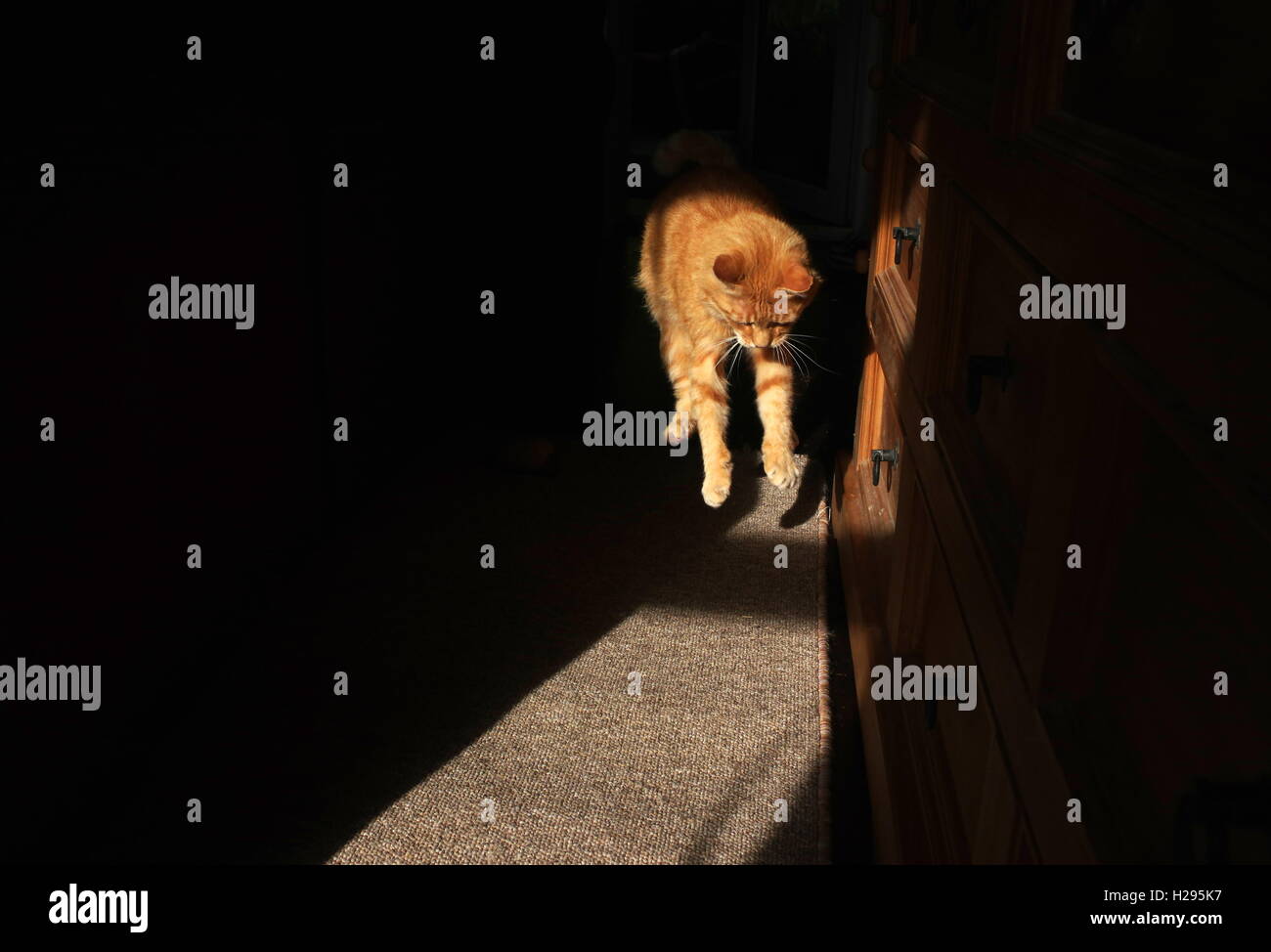 Le gingembre chat jouant avec la souris jouet Banque D'Images