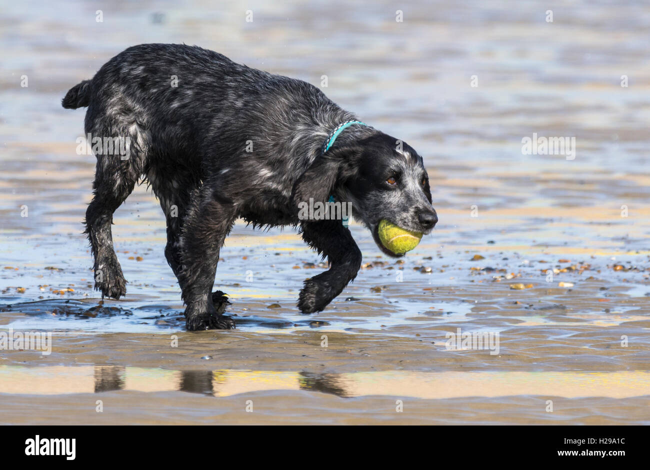 Pointeur noir Mix chien jouant avec une balle sur une plage. Banque D'Images