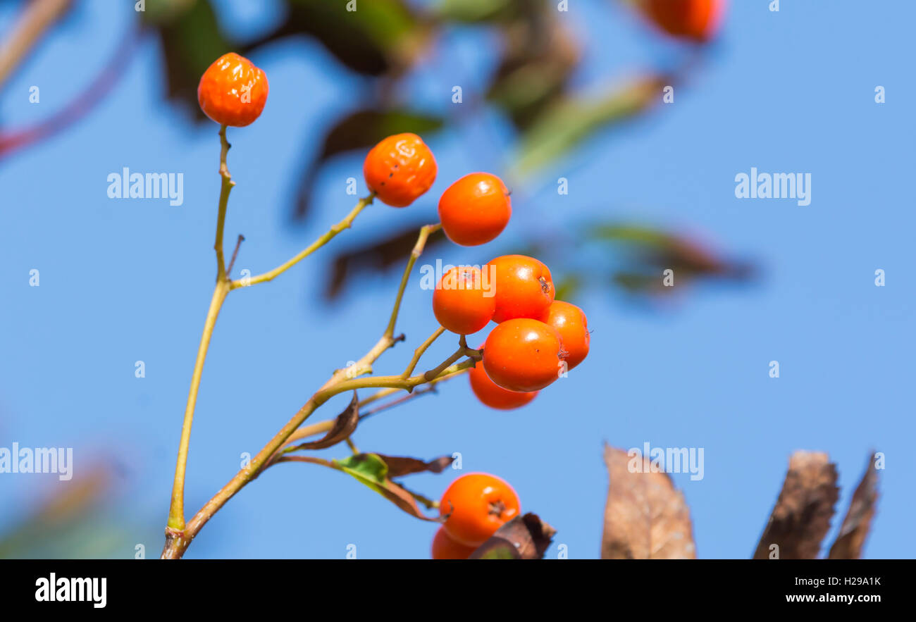 Fruits rouges d'un Rowan Tree (Sorbus aucuparia ou mountain ash tree) au début de l'automne au Royaume-Uni. Banque D'Images
