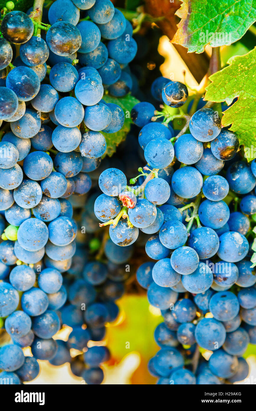 Grappe de raisin dans un vignoble. Banque D'Images