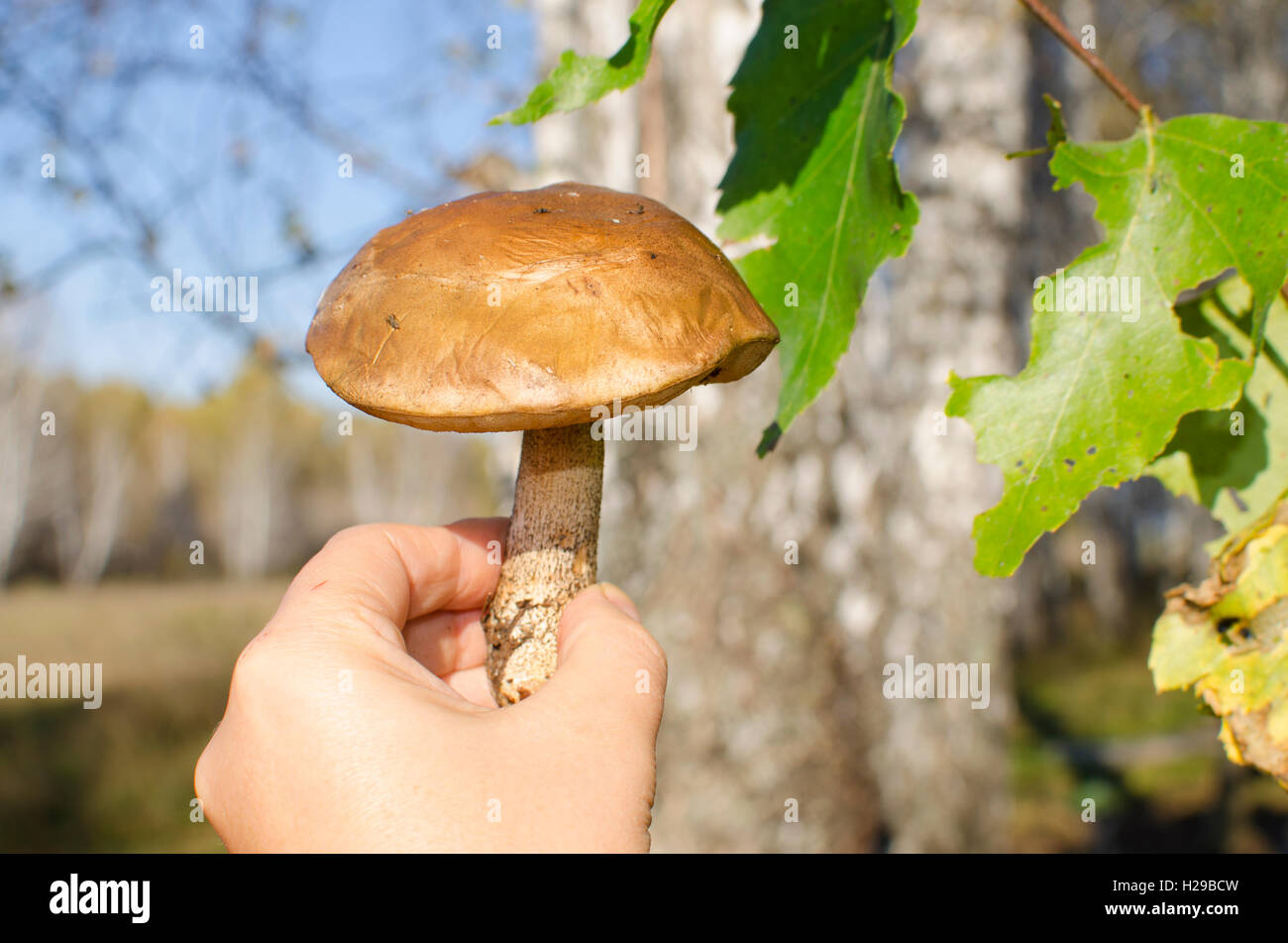 Bouleau un champignon, une main, une récolte, un champignon, une saison, collection, comestibles, l'automne, de l'alimentation, le sélecteur de champignons, la nature Banque D'Images