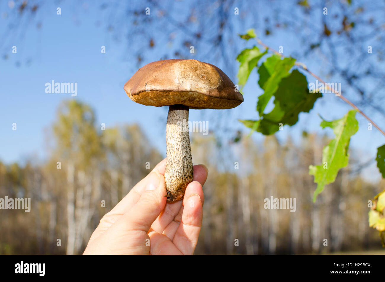 Bouleau un champignon, une main, une récolte, un champignon, une saison, collection, comestibles, l'automne, de l'alimentation, le sélecteur de champignons, la nature Banque D'Images