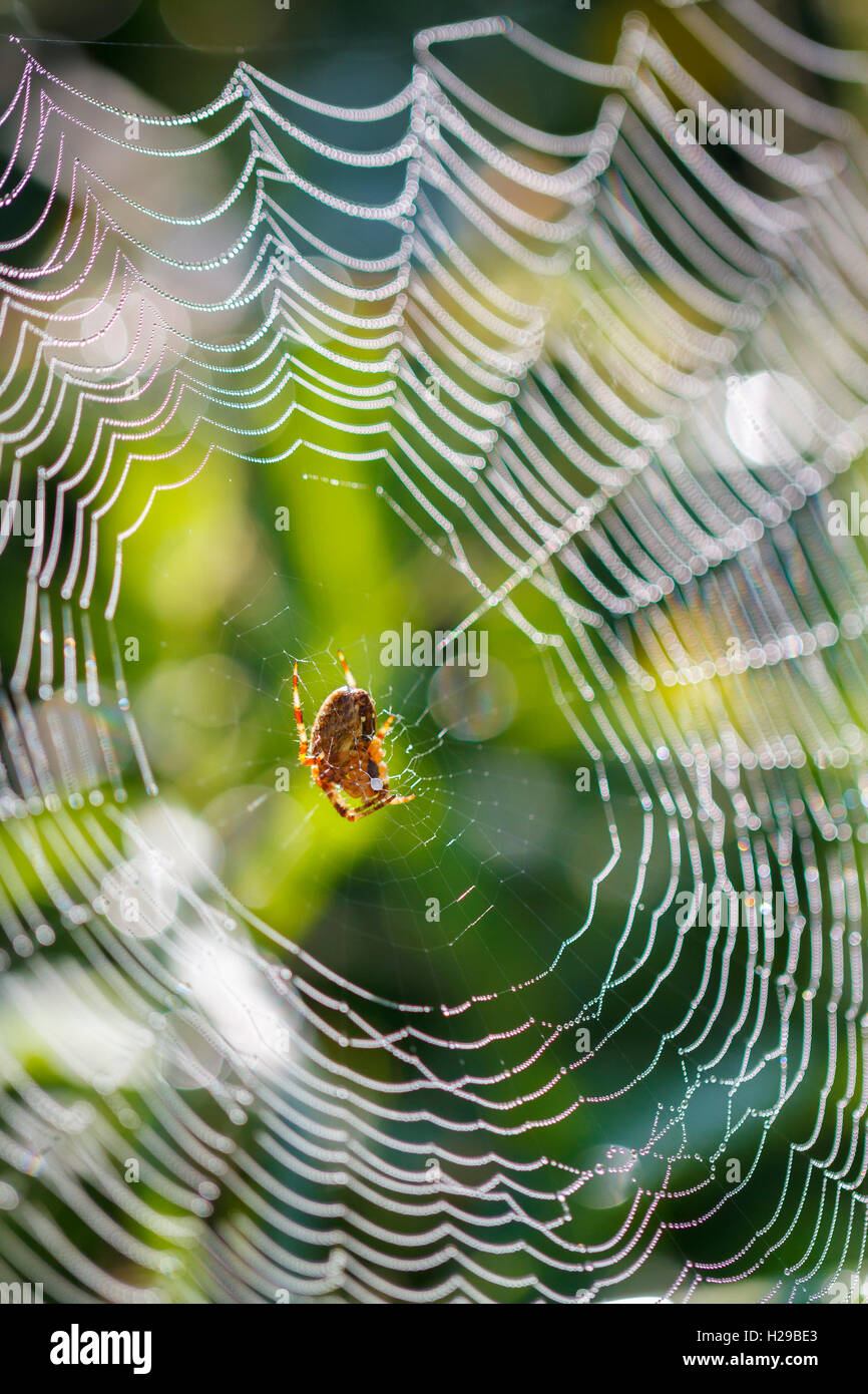 Jardin de l'araignée, l'araignée diadème, spider, ou orb weaver couronné (Araneus diadematus). Banque D'Images