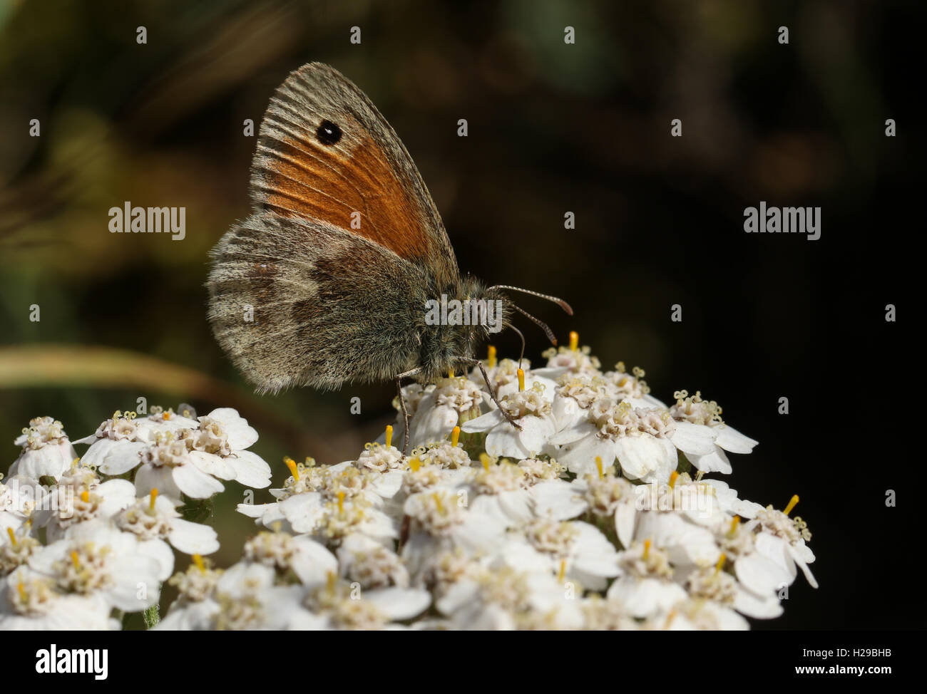 Papillon Small Heath (Coenonympha pamphilus) se nourrissent d'une fleur. Banque D'Images