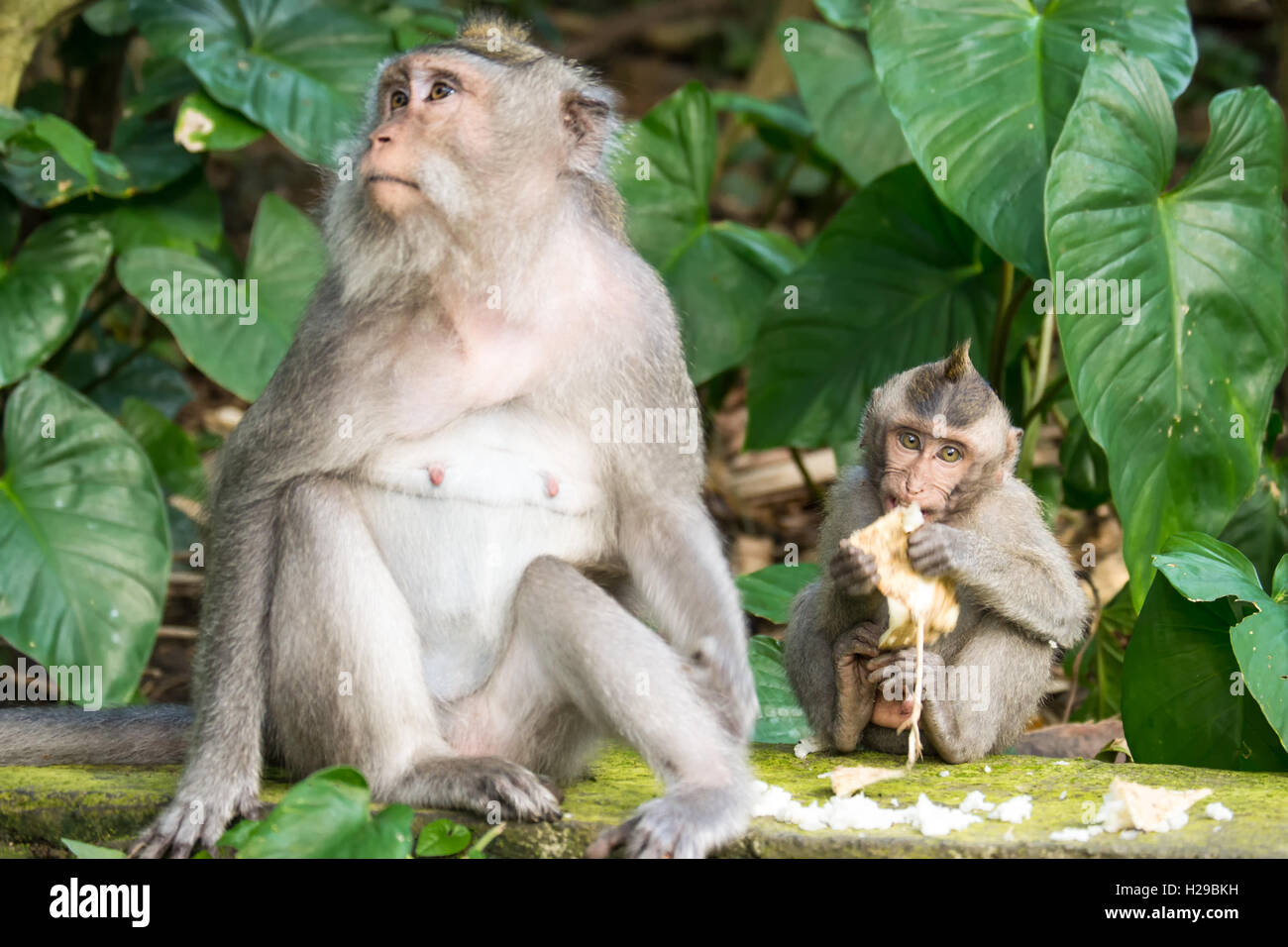 Mère et bébé macaque gris Banque D'Images