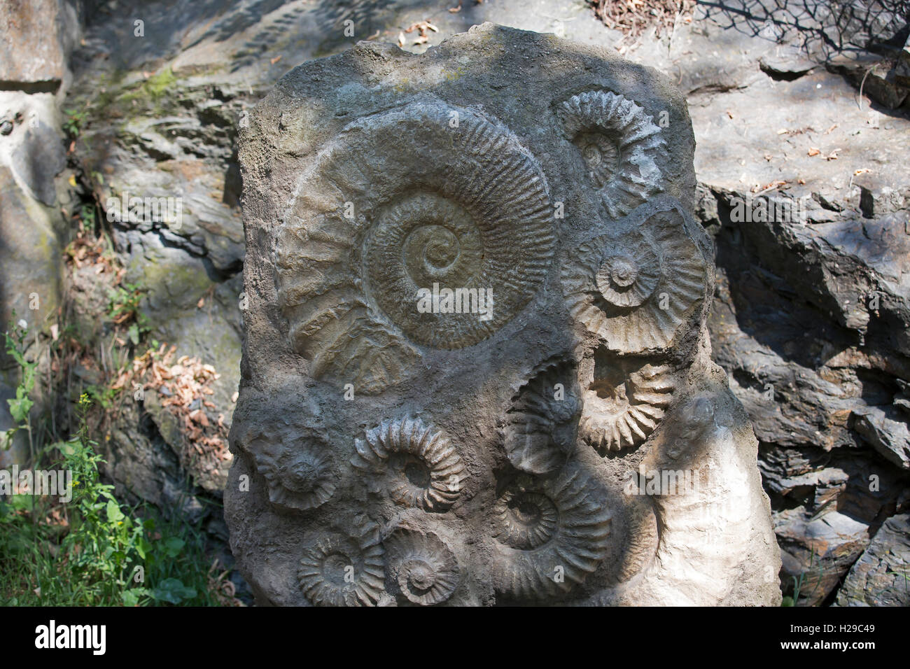 Trouve géologiques dans Zoo de Prague République Tchèque Banque D'Images