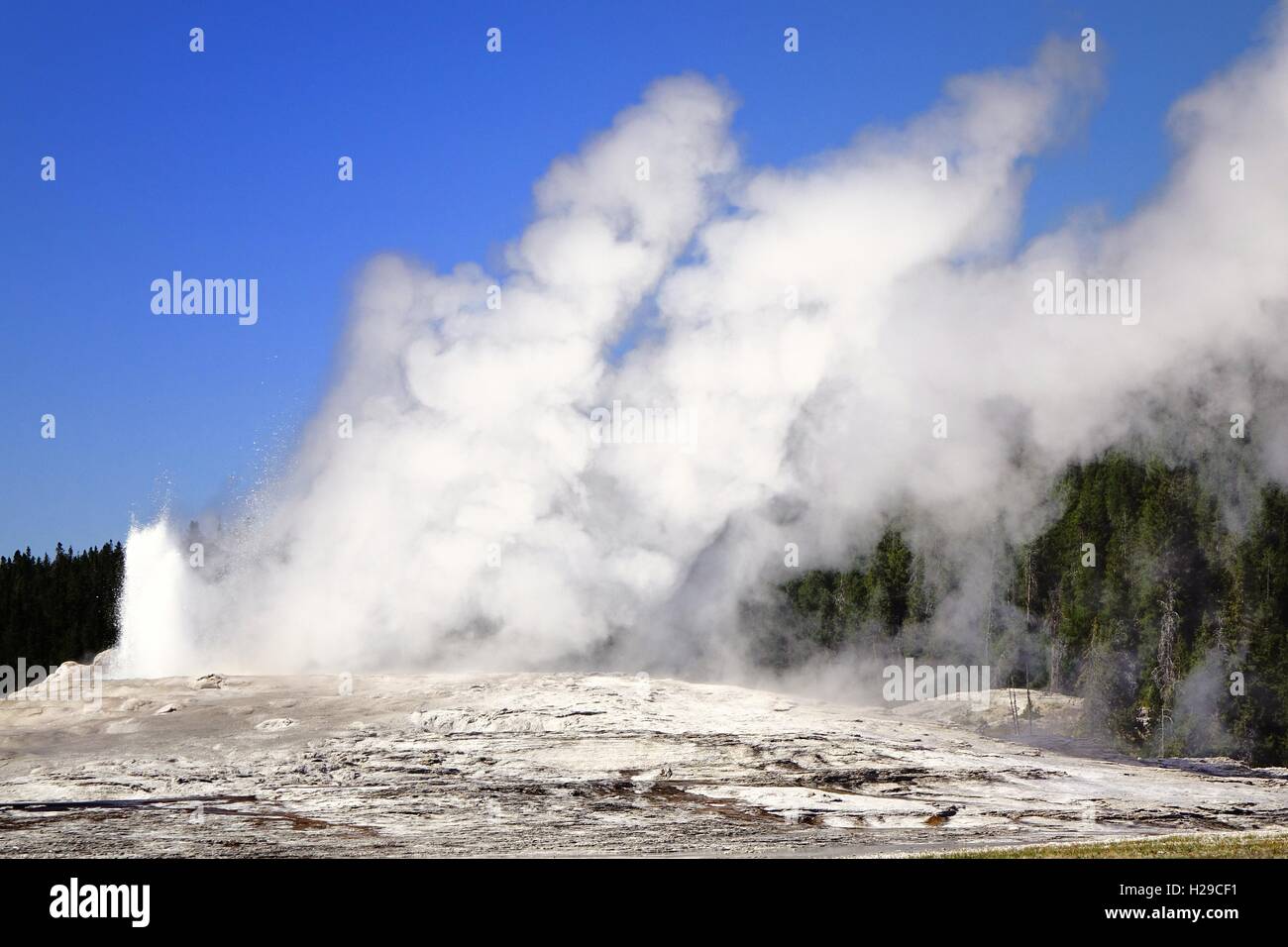 Éruption de l'Old Faithful Geyser, Yellowstone National Park Banque D'Images