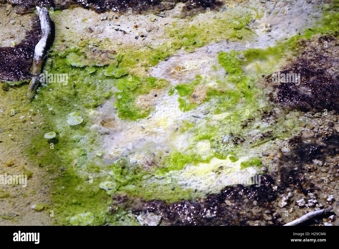 La cause des algues Cyanidium couleur vert lime dans ce petit ruisseau. Bassin en porcelaine, Norris Geyser Basin, Parc National de Yellowstone Banque D'Images