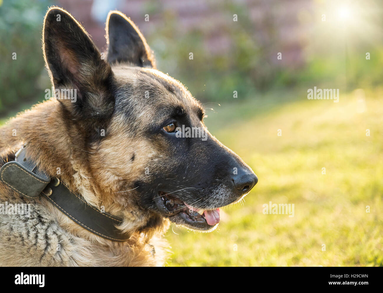 Chien de Berger sur l'herbe au soleil. Banque D'Images