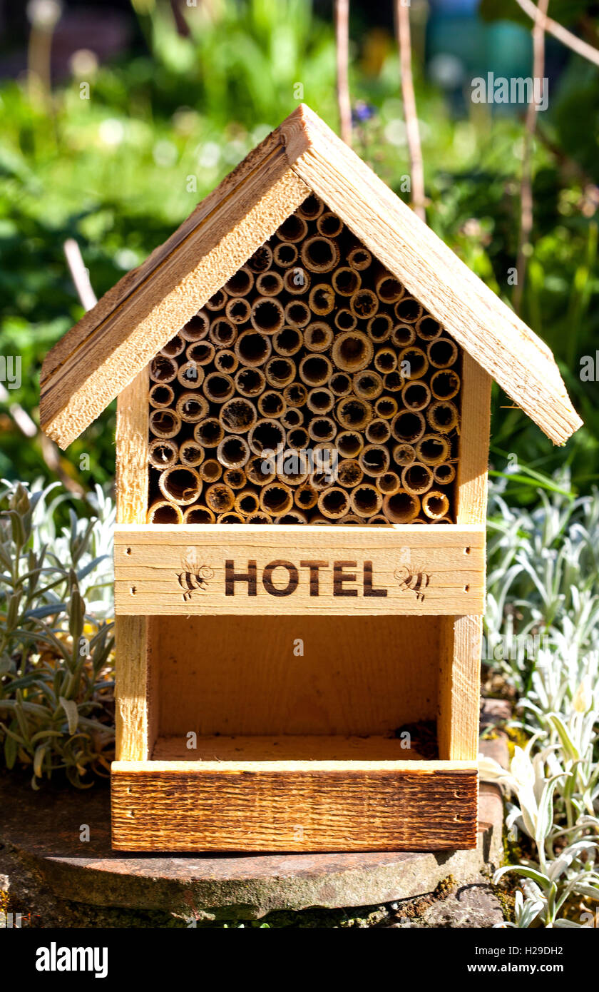Les insectes et les abeilles dans un jardin de l'hôtel Banque D'Images