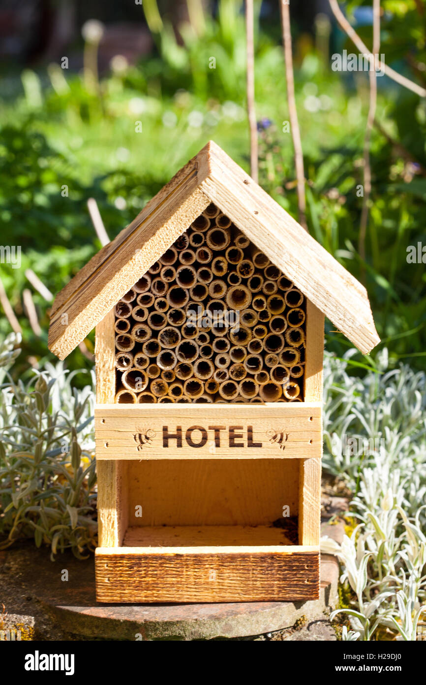 Les insectes et les abeilles dans un jardin de l'hôtel Banque D'Images