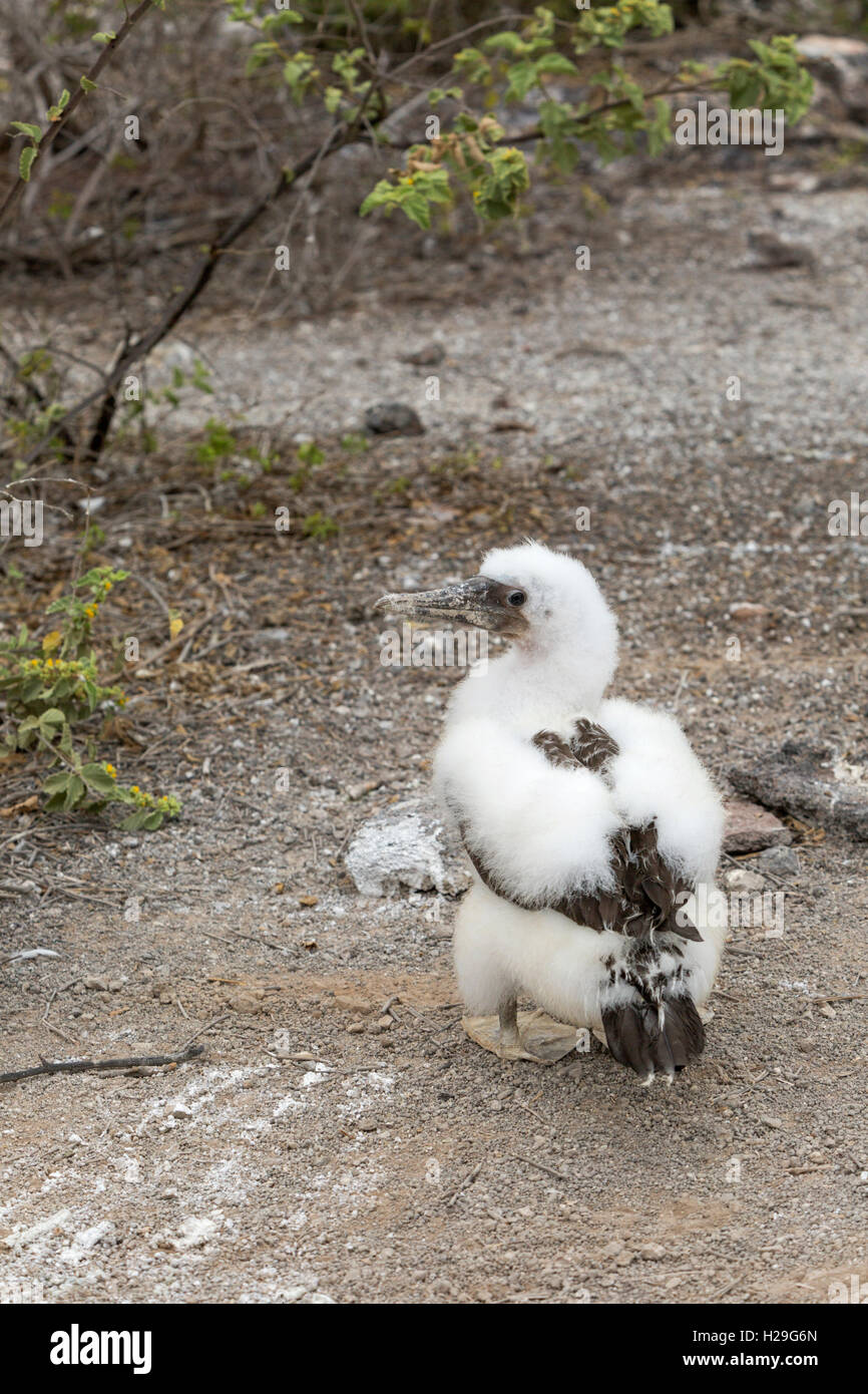 Genovesa-Bird Nazca Booby Island Galapagos Équateur Banque D'Images