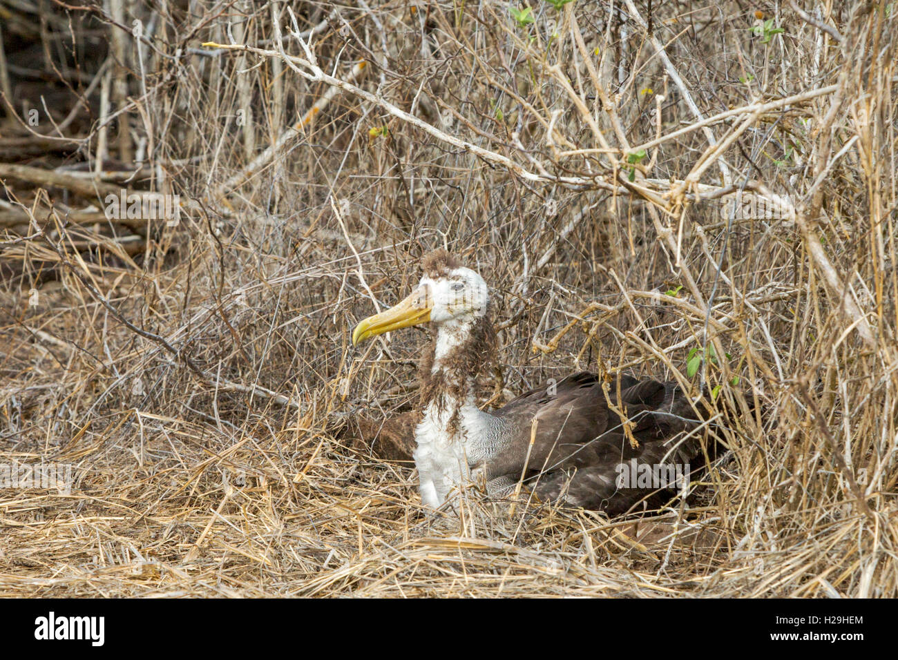 Albatros des Galapagos Galapagos ou assis sur son nid en Equateur Galapagos île Espanola Banque D'Images