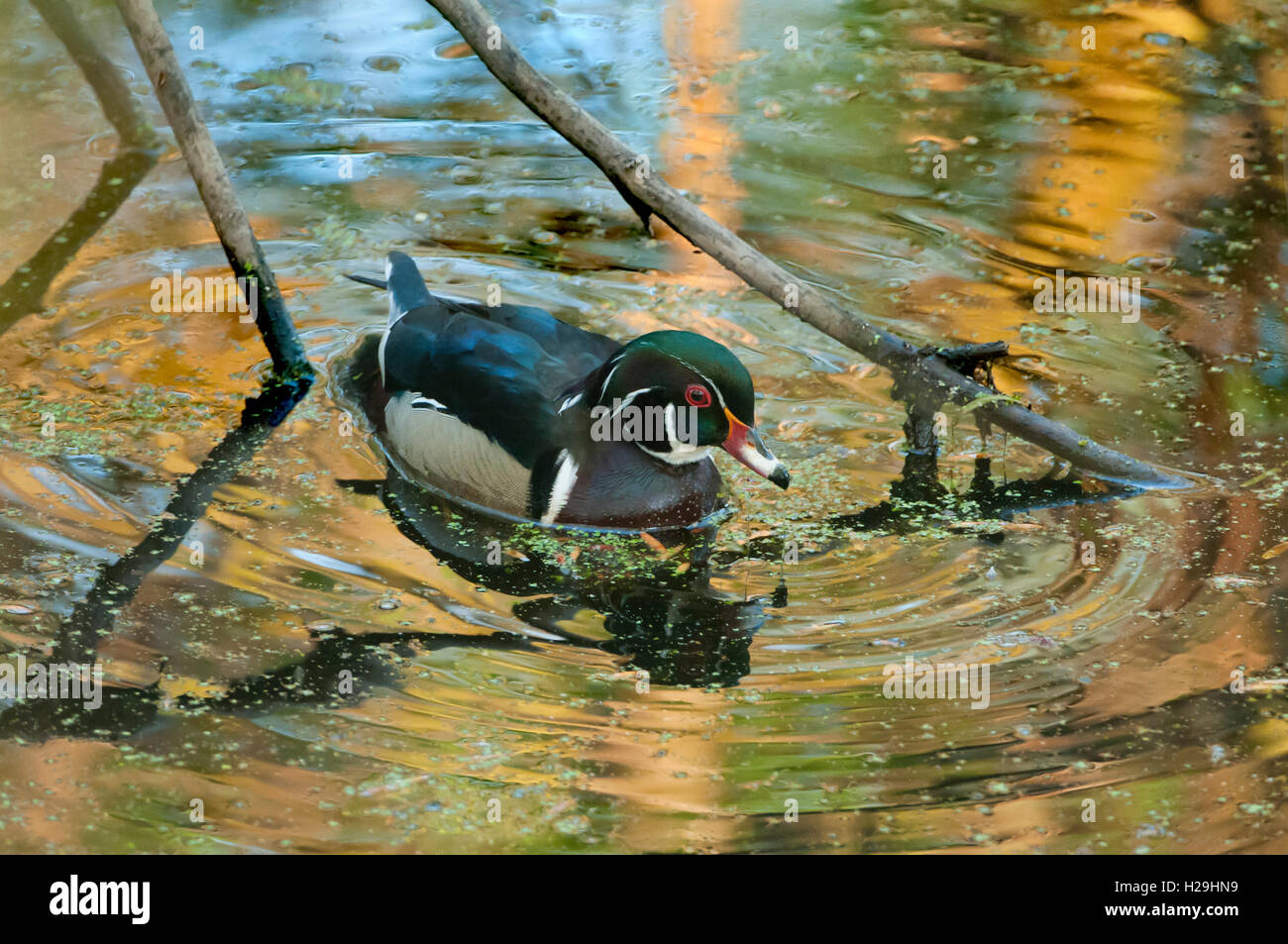 Canard branchu mâle nageant dans un étang.Colorful arbres se reflétant sur l'eau. Banque D'Images