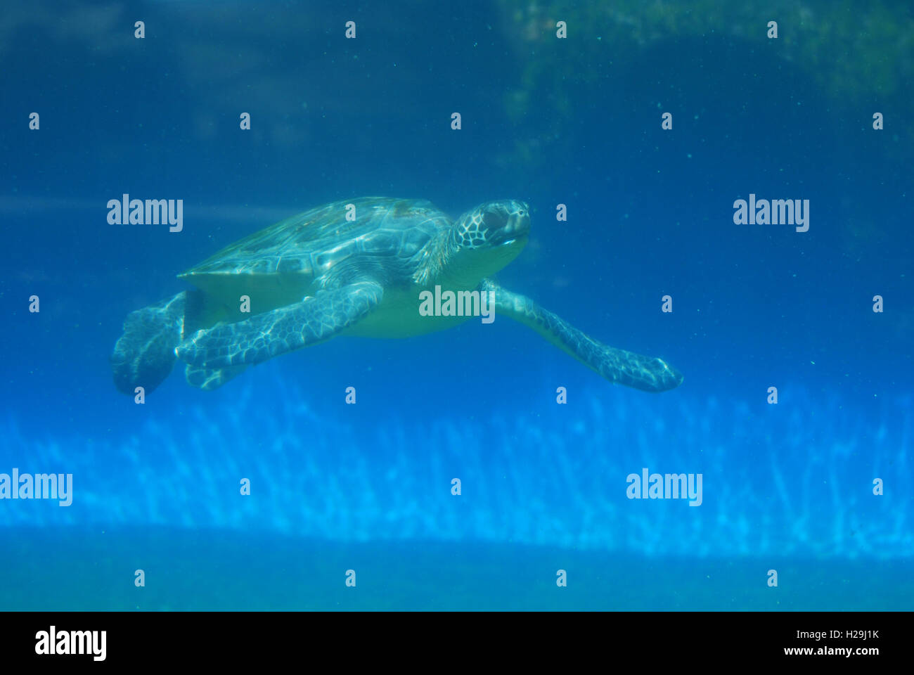 La tortue luth incroyable le long de natation sous l'eau. Banque D'Images