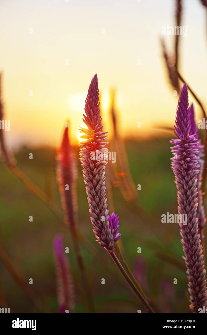 Blanc et violet Celosia argentea var Spicata touffe de fleurs le matin Banque D'Images