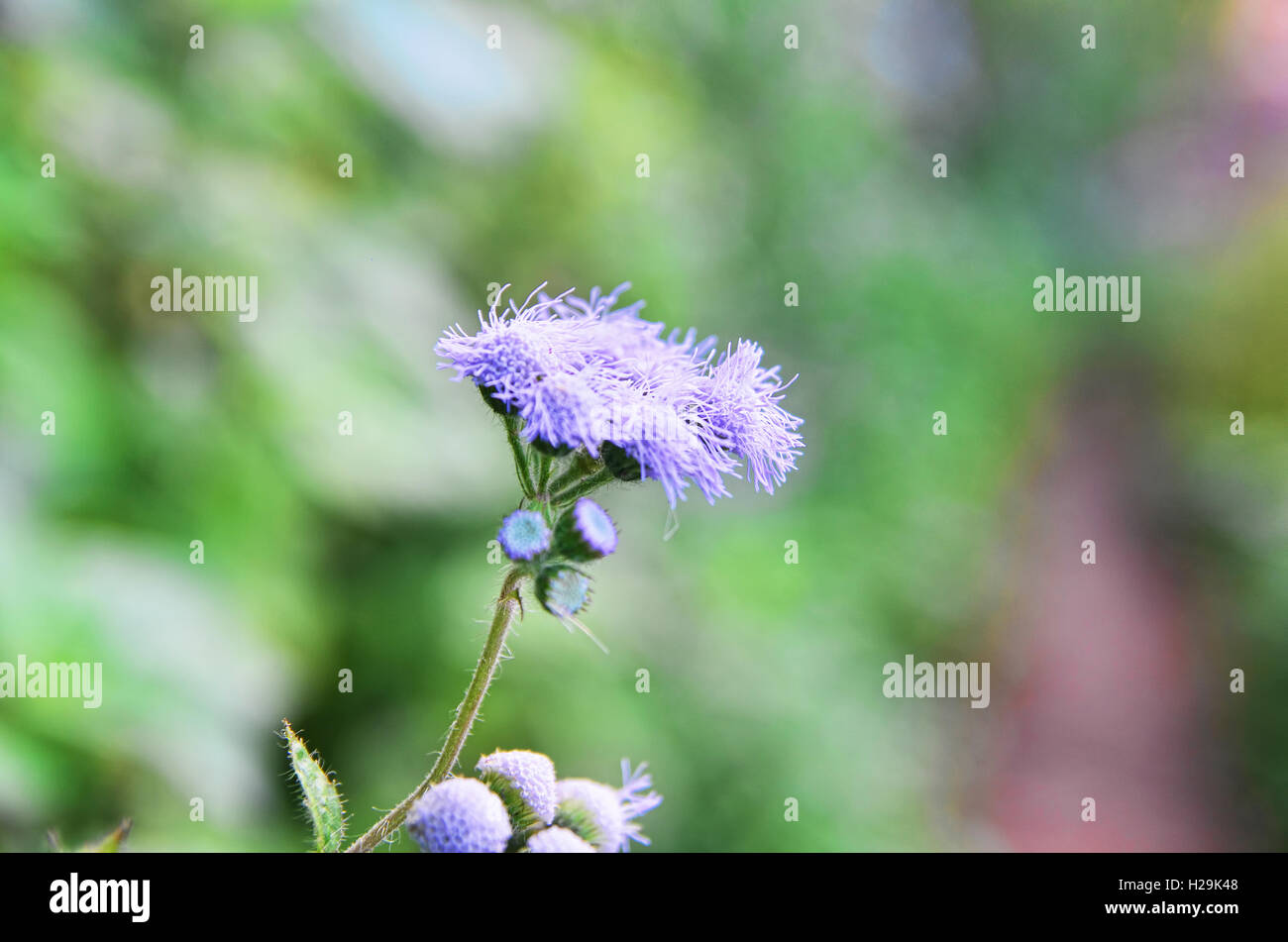 Fleurs de mauve sauvage Banque D'Images