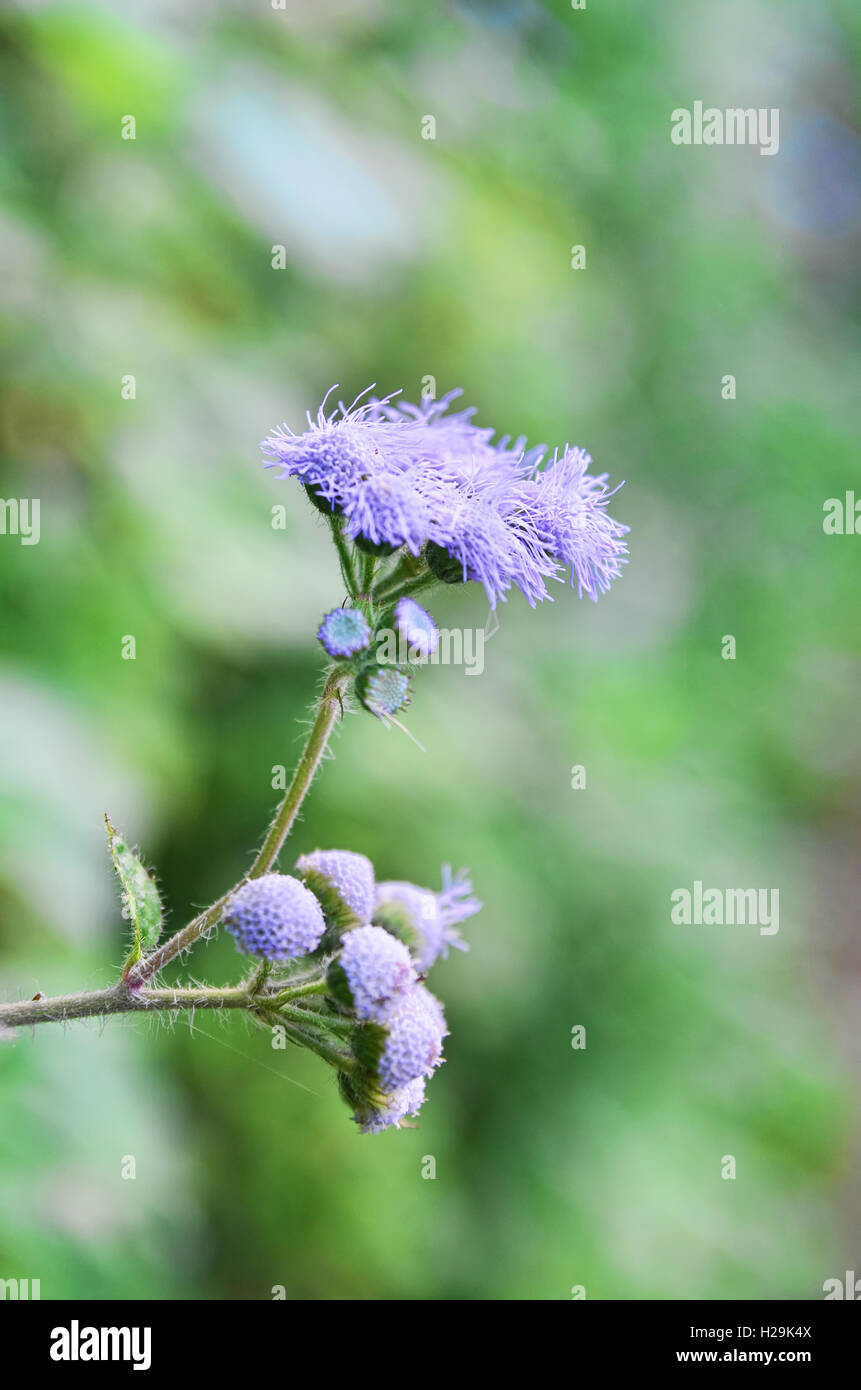 Fleurs de mauve sauvage Banque D'Images