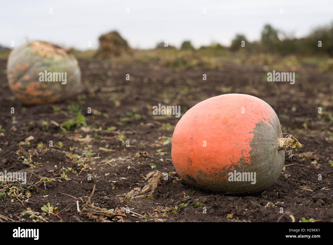 Citrouilles mûr couché dans le jardin à l'automne Banque D'Images