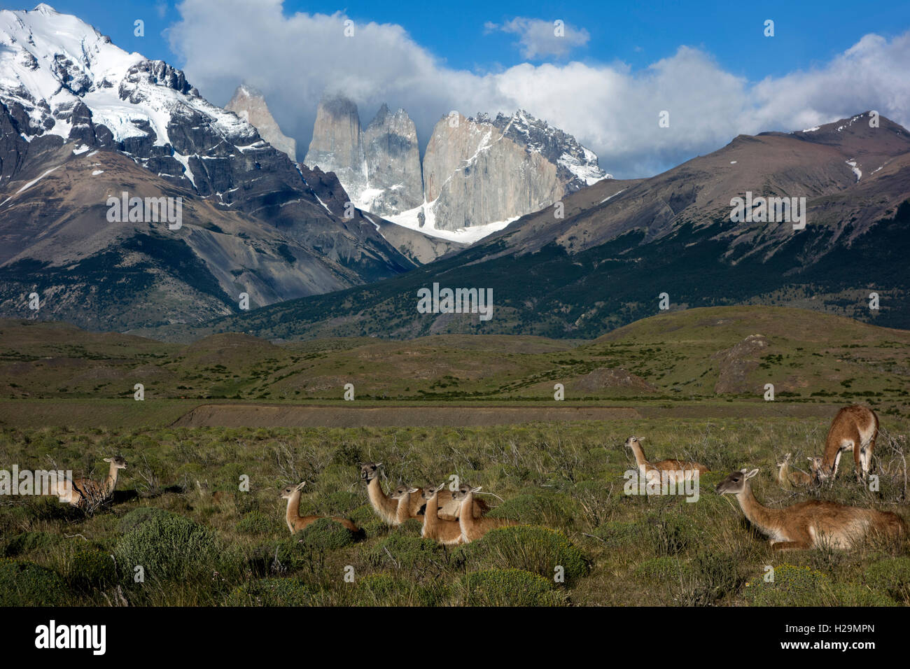 Guanacos sauvages. Parc National Torres del Paine. La Patagonie. Chili Banque D'Images