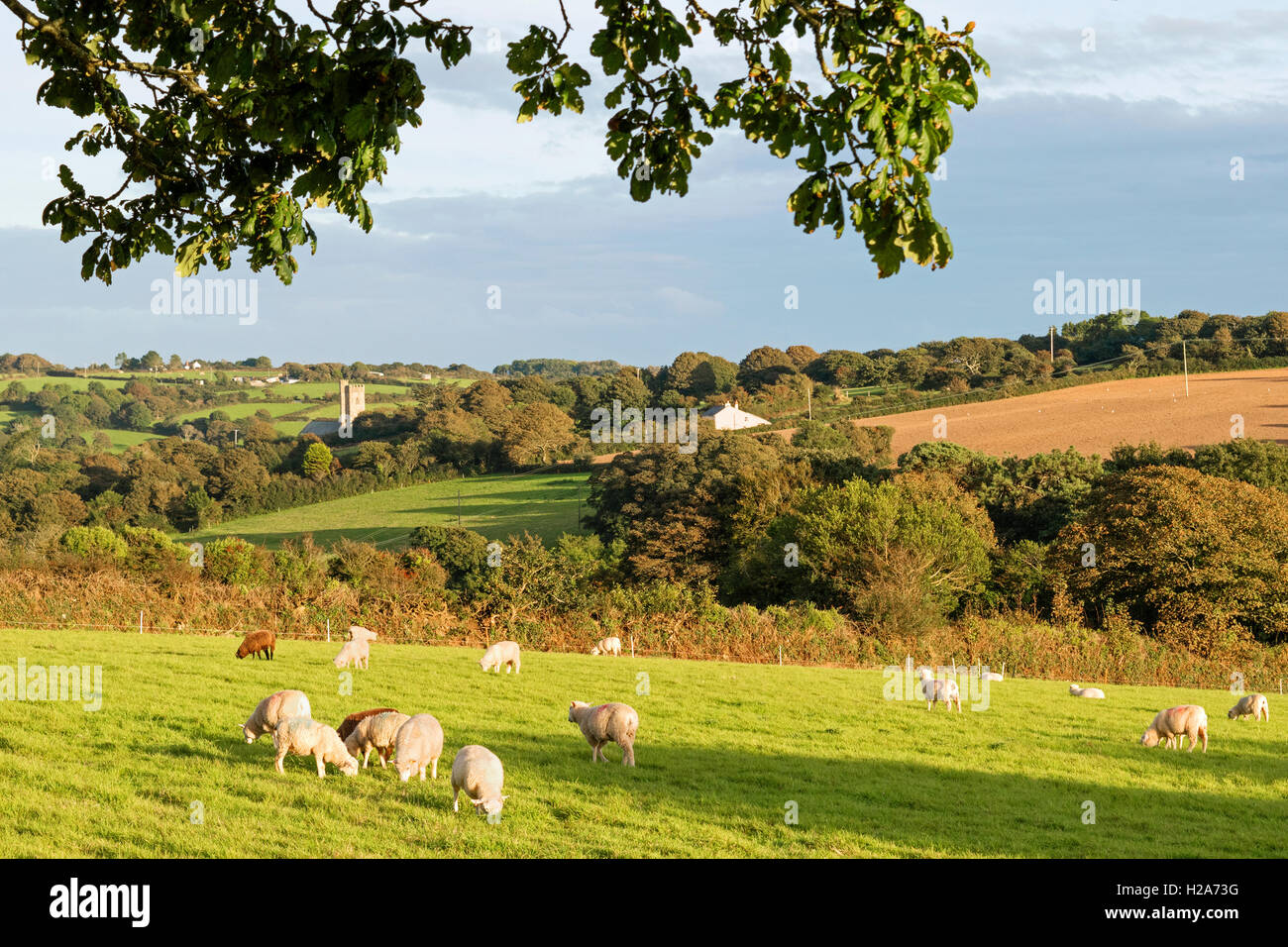 Soirée d'automne à la campagne près de Truro, Cornwall, England, UK Banque D'Images Soirée d'automne à la campagne près de Truro, Cornwall, England, UK Banque D'Images