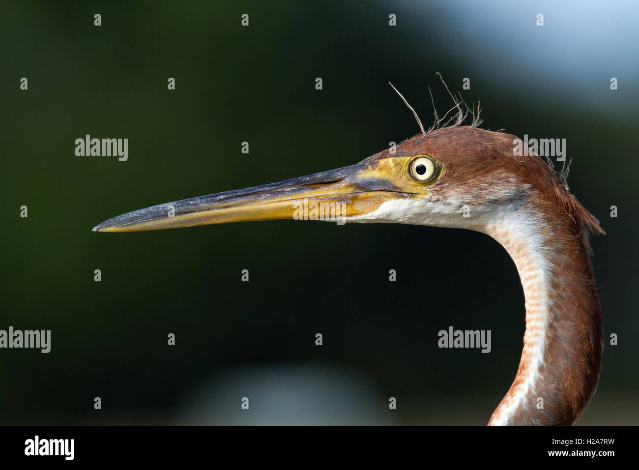 Un mineur, jeune héron de la Louisiane ou tricolore offre un profil face close up avec sa membrane nictitante visible. Banque D'Images