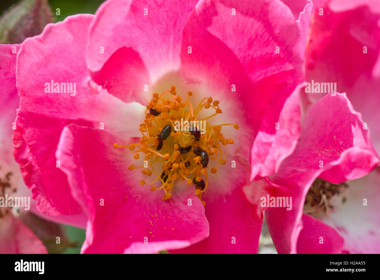 Rose 'pilier américain' avec fleurs roses et scarabées de pollen, Brassicogethes aeneus, Berkshire, juin Banque D'Images