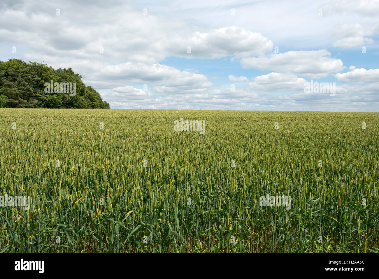 La récolte de blé d'hiver en vert de l'oreille non mûres sur une belle journée d'été, Berkshire, Juillet Banque D'Images