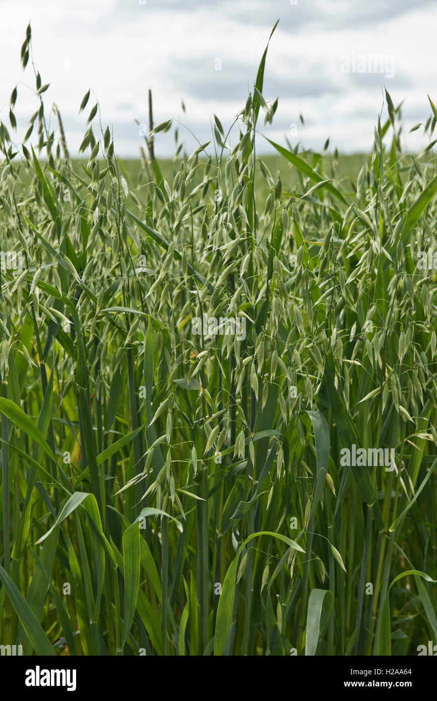 Une récolte de l'avoine au début de vert, oreille uripe, Berkshire, Juillet Banque D'Images