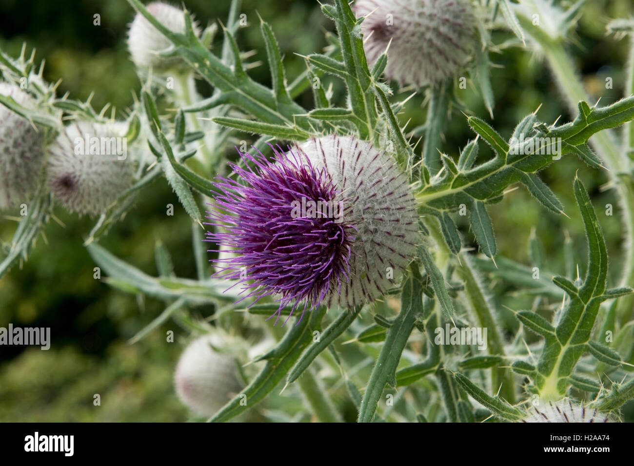 Grandes fleurs de chardon laineux, Cirsium eriophorum, poussant sur downland, West Berkshire, Juillet Banque D'Images