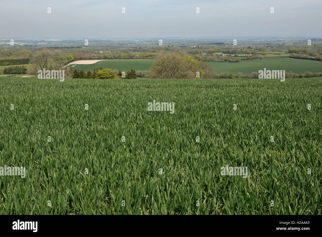 Domaine du blé d'hiver avant de venir à oreille sur une belle journée de printemps tardif, North Wessex Downs, Berkshire, Mai Banque D'Images