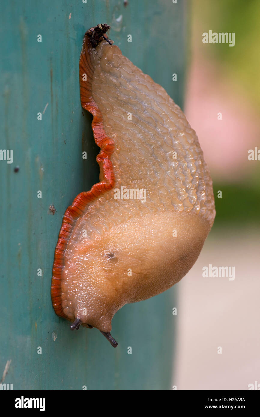 L'Espagnol slug, Arion vulgaris, beige avec jupe orange, penché dans un mode défensif mais lentement l'extension des antennes Banque D'Images