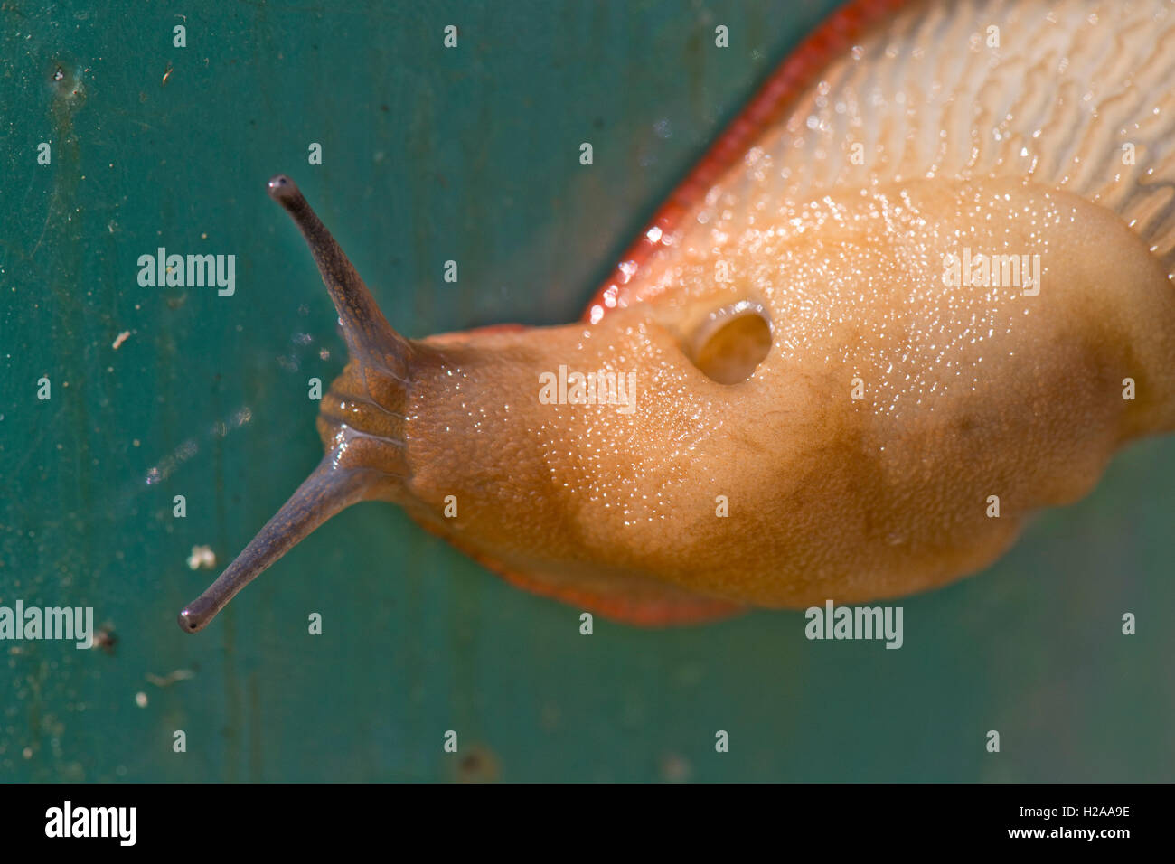 L'Espagnol slug, Arion vulgaris, beige avec jupe orange, aller de l'avant avec des antennes et pneumostome ouvrir Banque D'Images