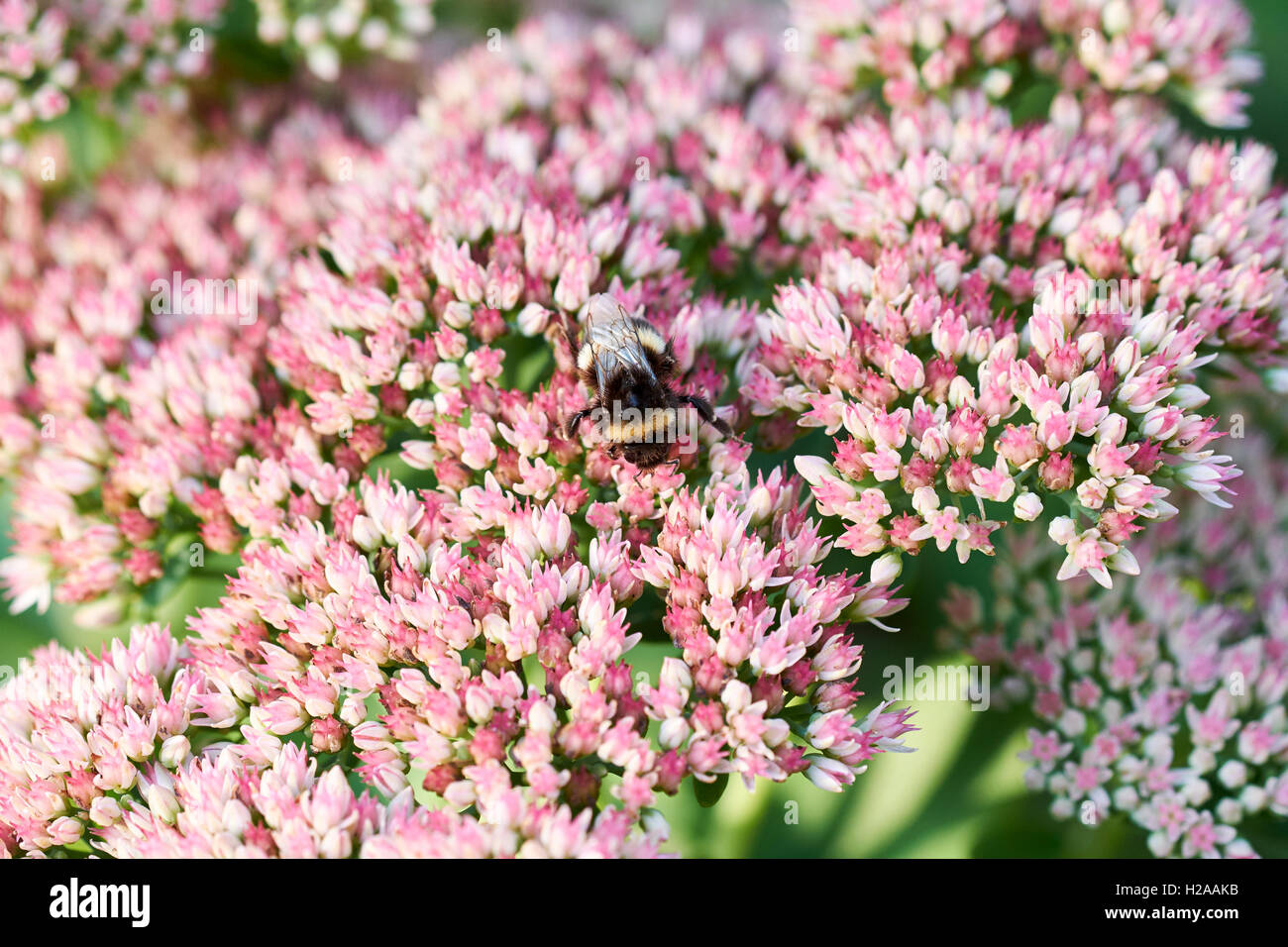 Buff-Tailed de bourdons (Bombus terrestris) recueillir le nectar des fleurs de jardin d'été. Banque D'Images