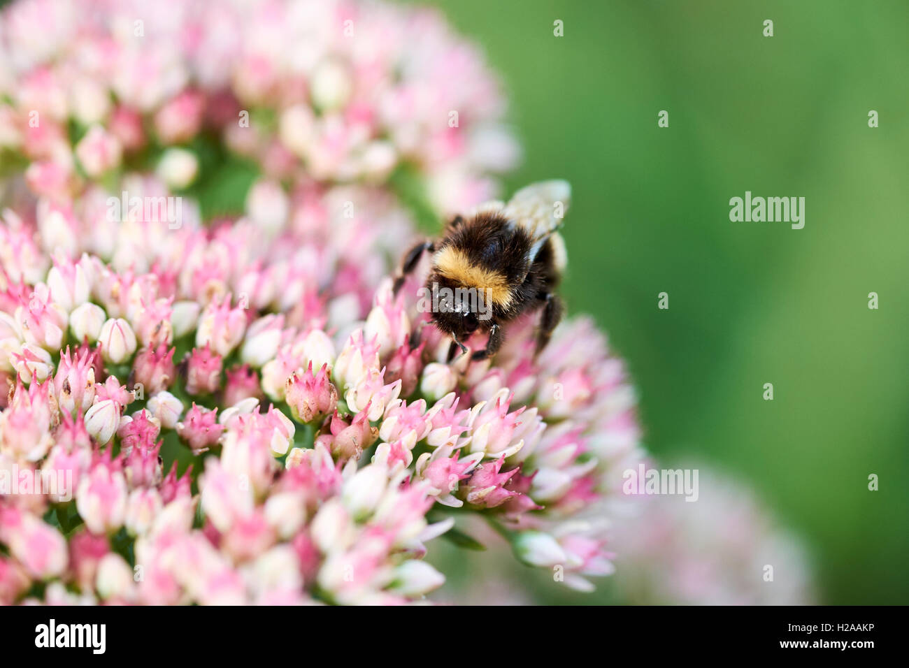 Buff-Tailed de bourdons (Bombus terrestris) recueillir le nectar des fleurs de jardin d'été. Banque D'Images