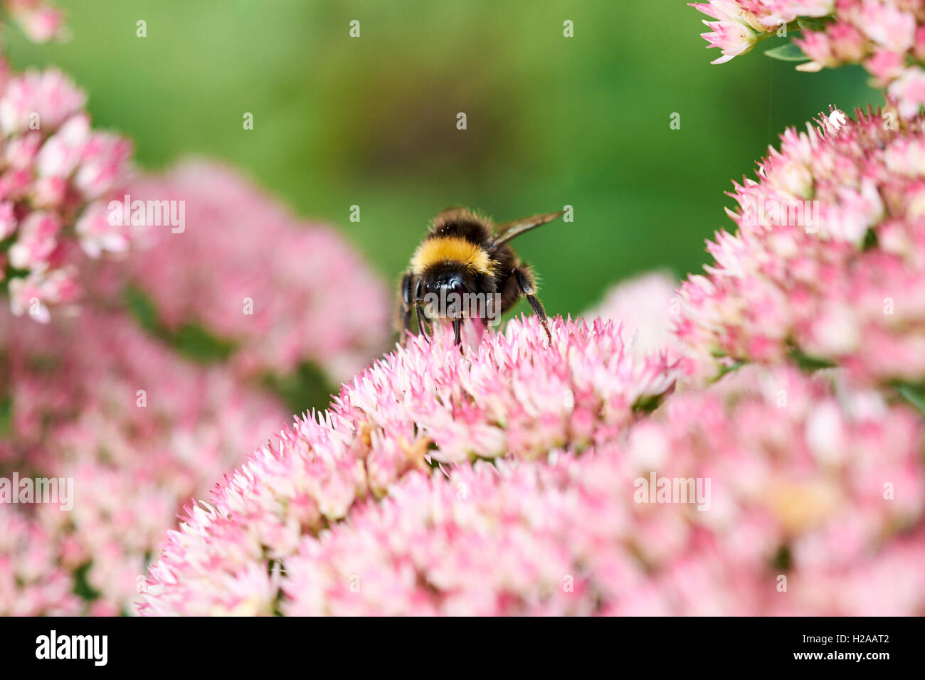 Buff-Tailed de bourdons (Bombus terrestris) recueillir le nectar des fleurs de jardin d'été. Banque D'Images
