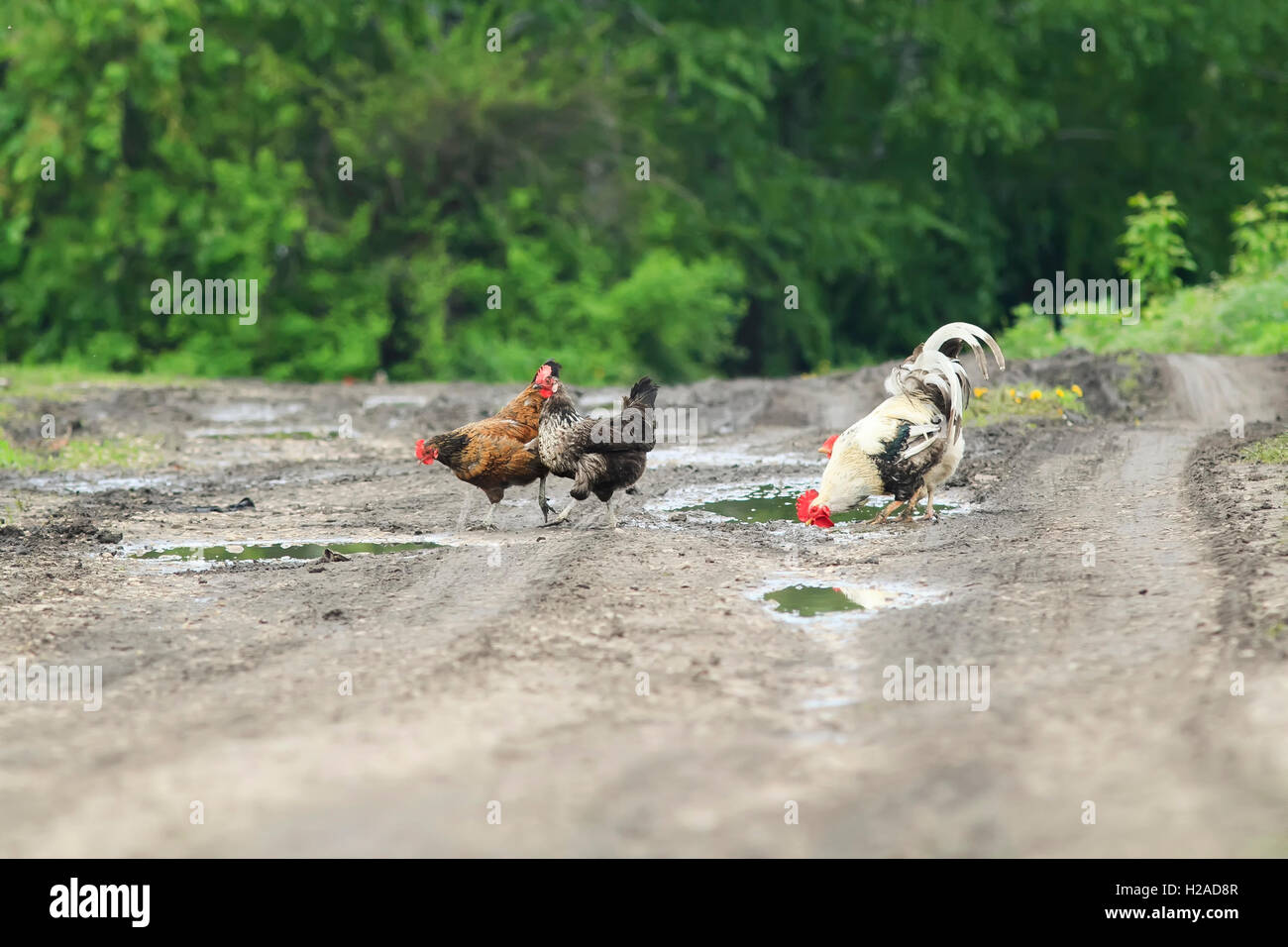 Coq et poulet traverser la route sale à la ferme Banque D'Images