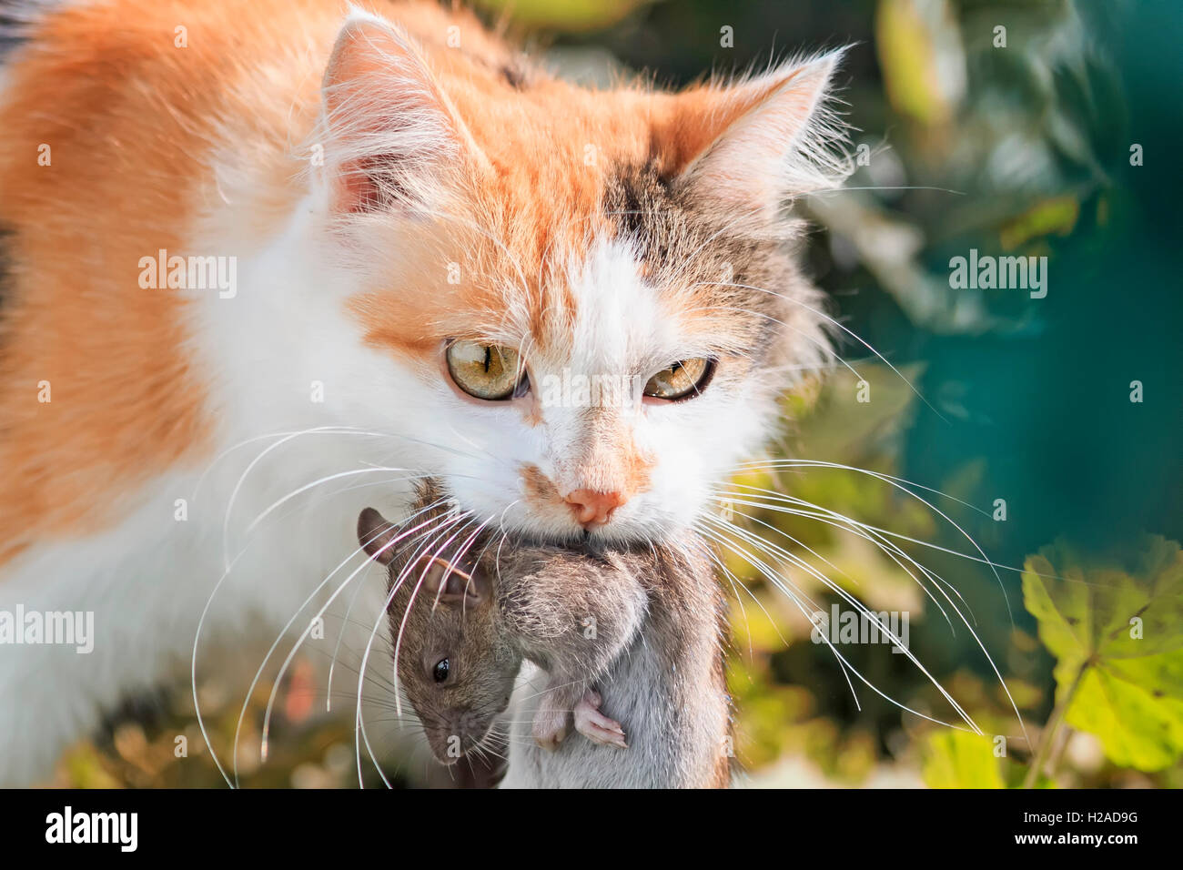 Chat rouge attrapé un grand rat gris et l'ours dans la bouche Banque D'Images