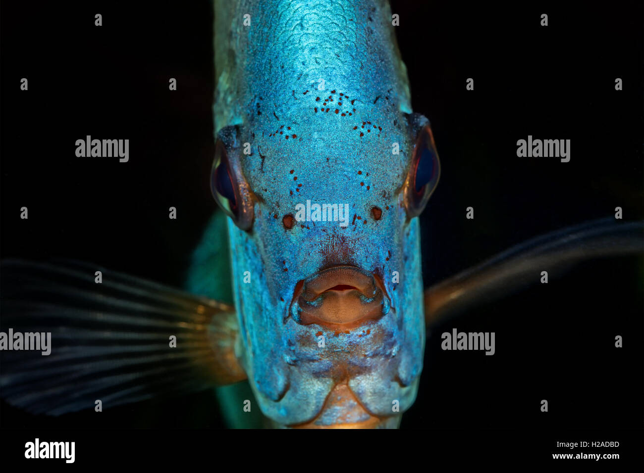 Magnifique portrait de tête de poisson discus bleu Banque D'Images